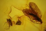 Fossil Caddisfly (Trichoptera) & Fly (Diptera) in Baltic Amber #142251-1